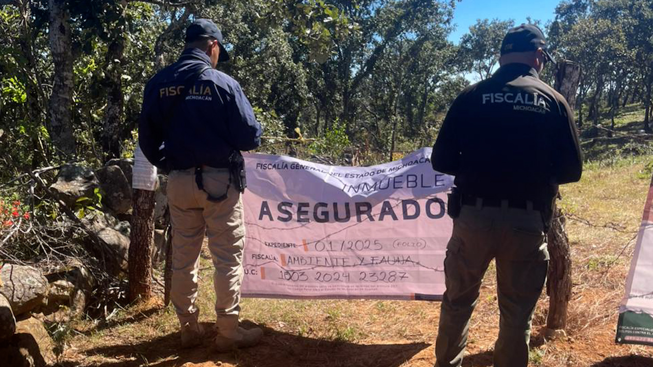 Catean y aseguran predio aguacatero en Tzintzuntzan, Michoacán, por tala ilegal de árboles