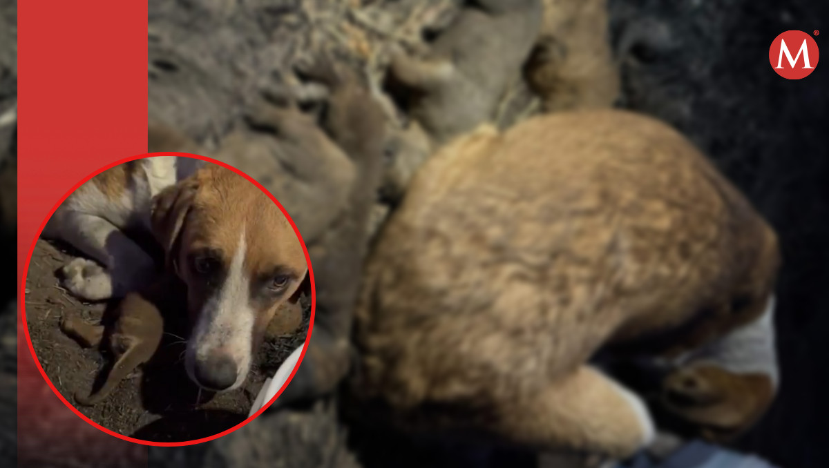 Perrita se niega a dejar a cachorros muertos por incendio en Puebla | Especial