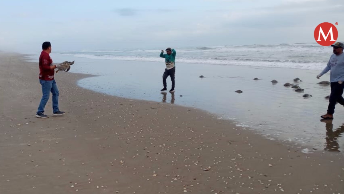 Regresan al mar 62 tortugas verdes rescatadas en Tamaulipas.