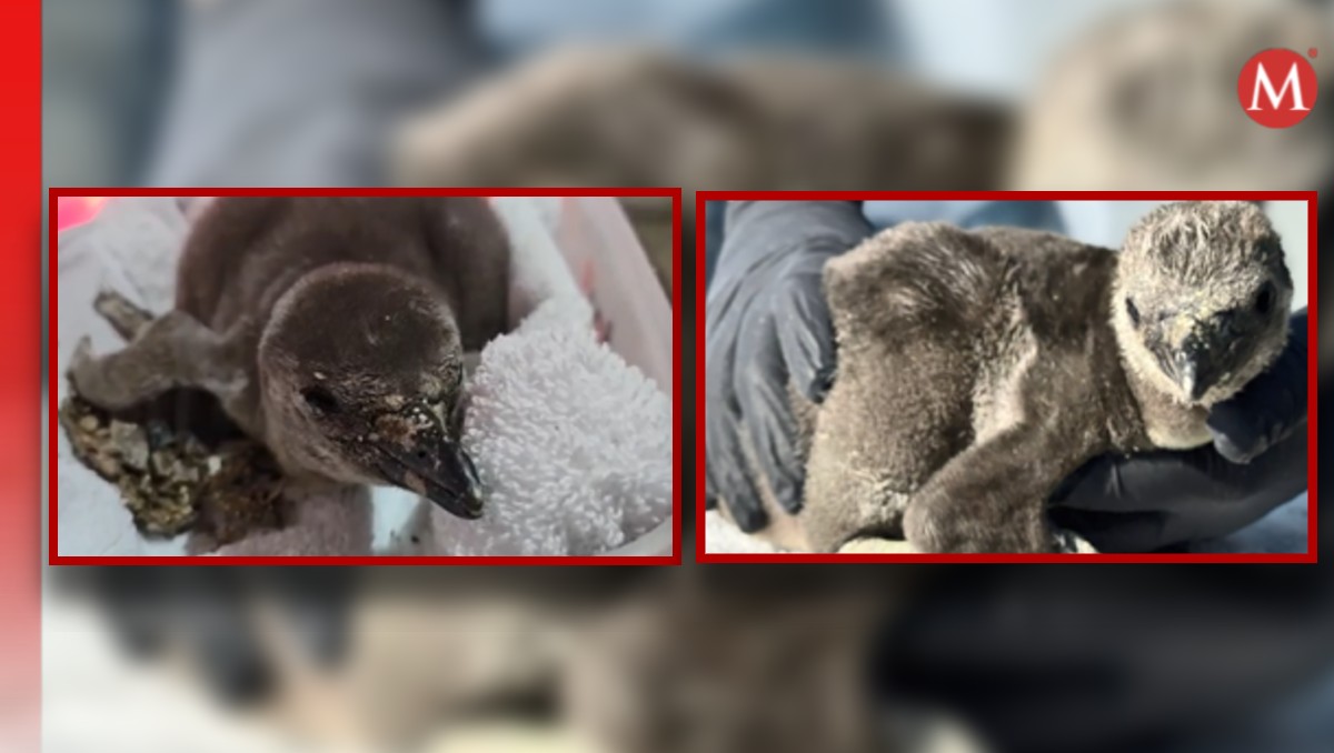 Con el apoyo de asociaciones como AZCARM, se busca asegurar la especie y cuidar los hábitats naturales. | Especial