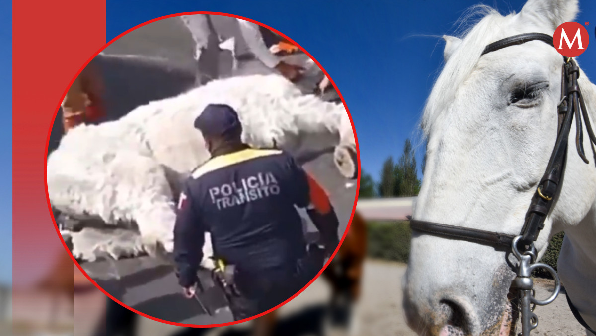 Caballo se desploma en calles de Atlixco, Puebla; exigen justicia | Especial/Cuartoscuro