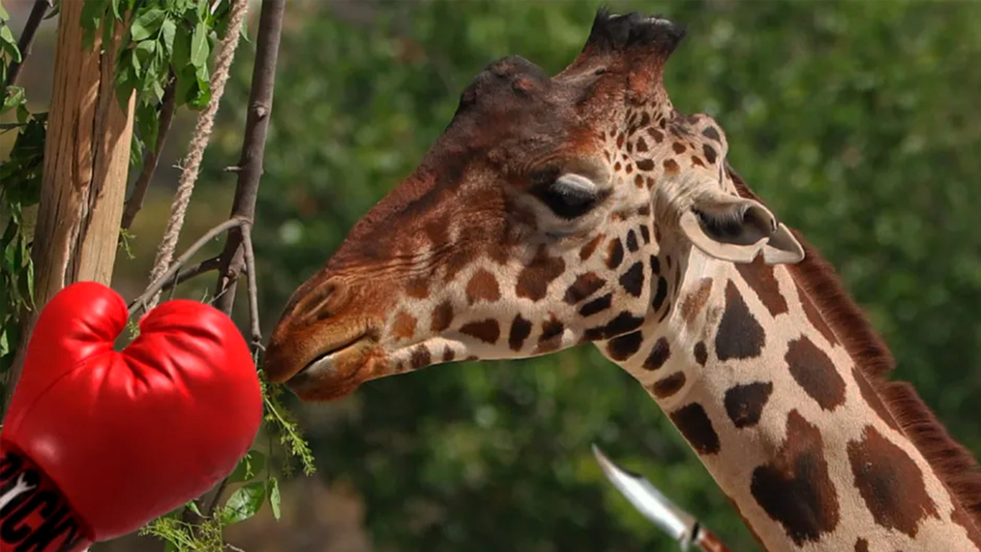 ¿Qué ha pasado con la jirafa Benito a un año de su traslado a Africam Safari en Puebla?