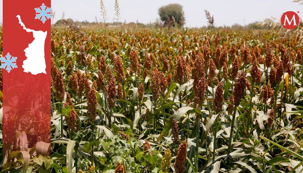 Desarrollo rural señala que las bajas temperaturas afectan a los cultivos. (Especial)