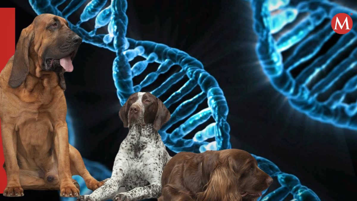Especies pierden diversidad genética por la actividad humana | Especial