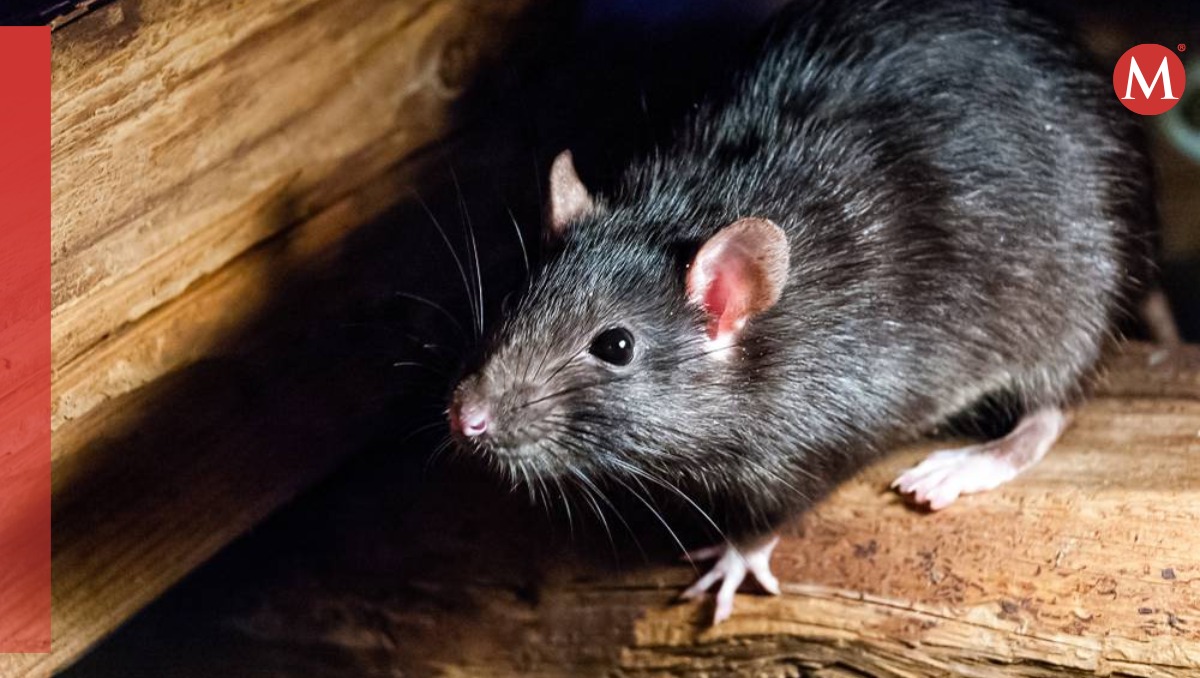 La población de ratas aumenta en las ciudades gracias a las temperaturas cada vez más cálidas