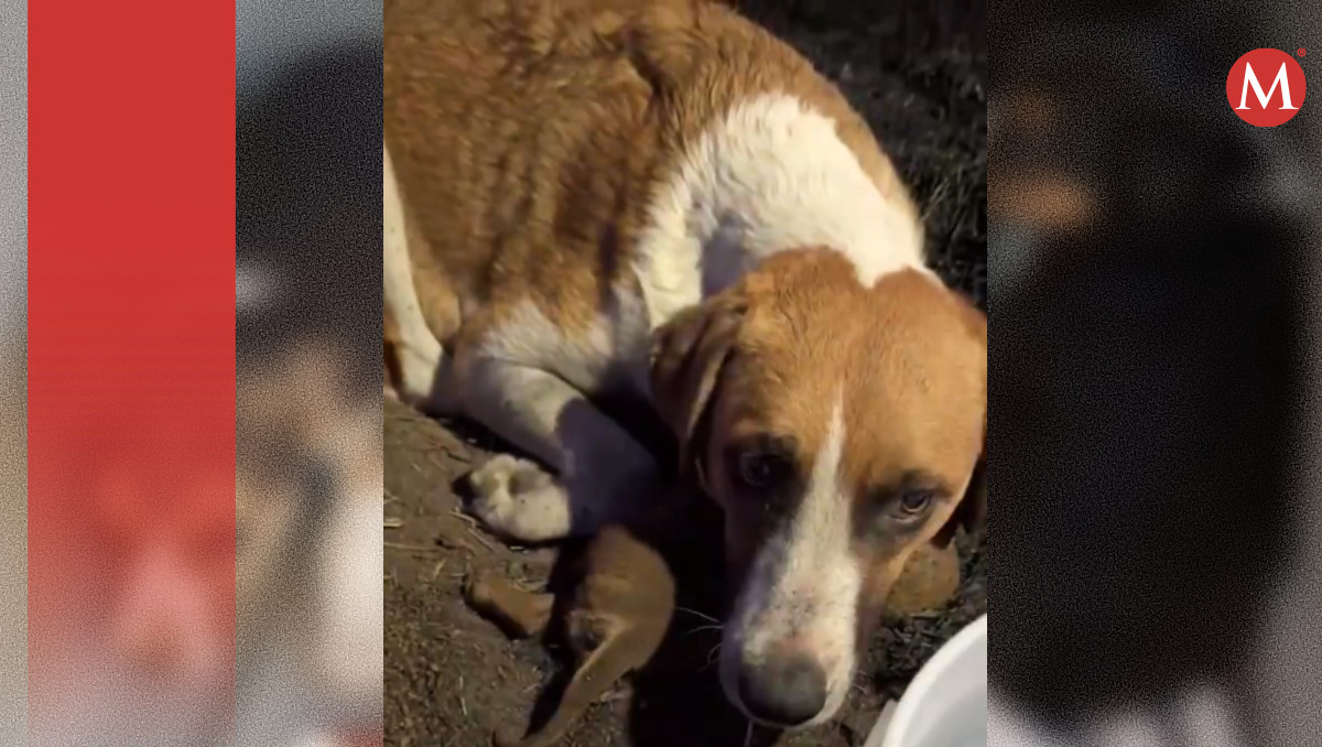 Muere perrita 'Chichi' en Puebla | Especial