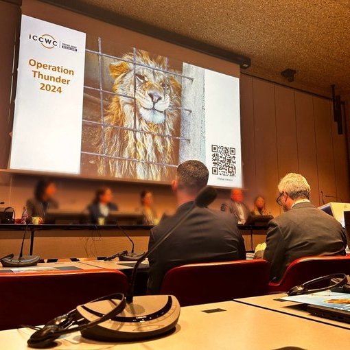 Presentaron los resultados de la operación 'Thunder 2024' | Foto: X