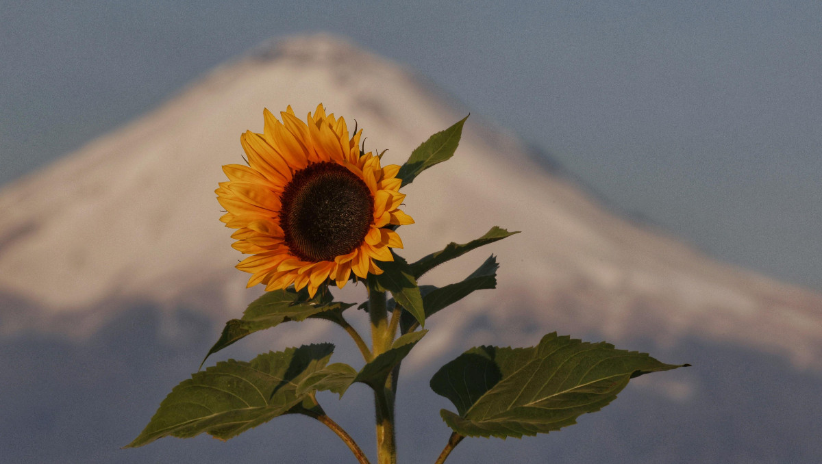 Volcán Popocatépetl este 4 de febrero de 2025 | Andrés Lobato