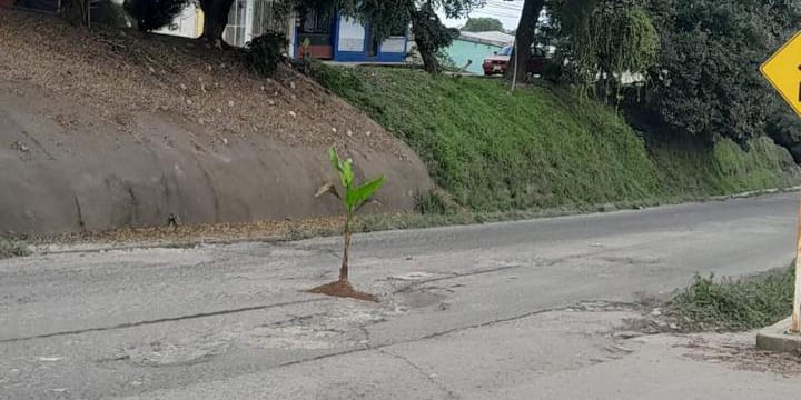 Planta de plátanos sembrada sobre un bache en carretera de Veracruz. | Especial