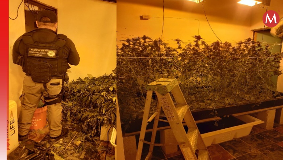 Aseguran invernadero de mariguana. (Especial)