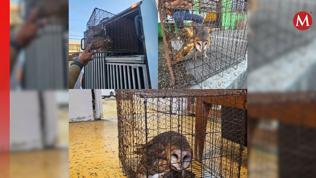 El ave fue trasladada a otro sitio en donde recibirá los cuidados adecuados. (Gobierno de Reynosa)