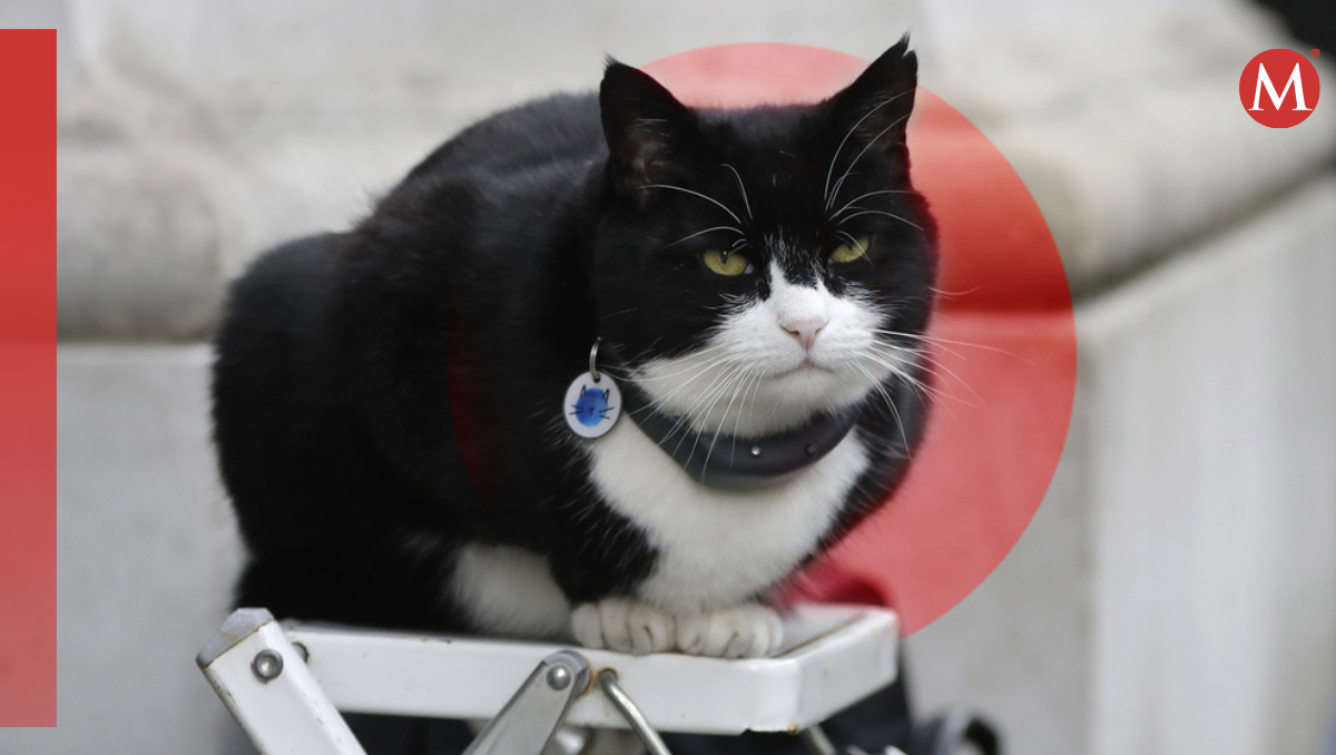 Al jubilarse, 'Palmerston' fue adoptado por el gobernador de Bermudas. | AP