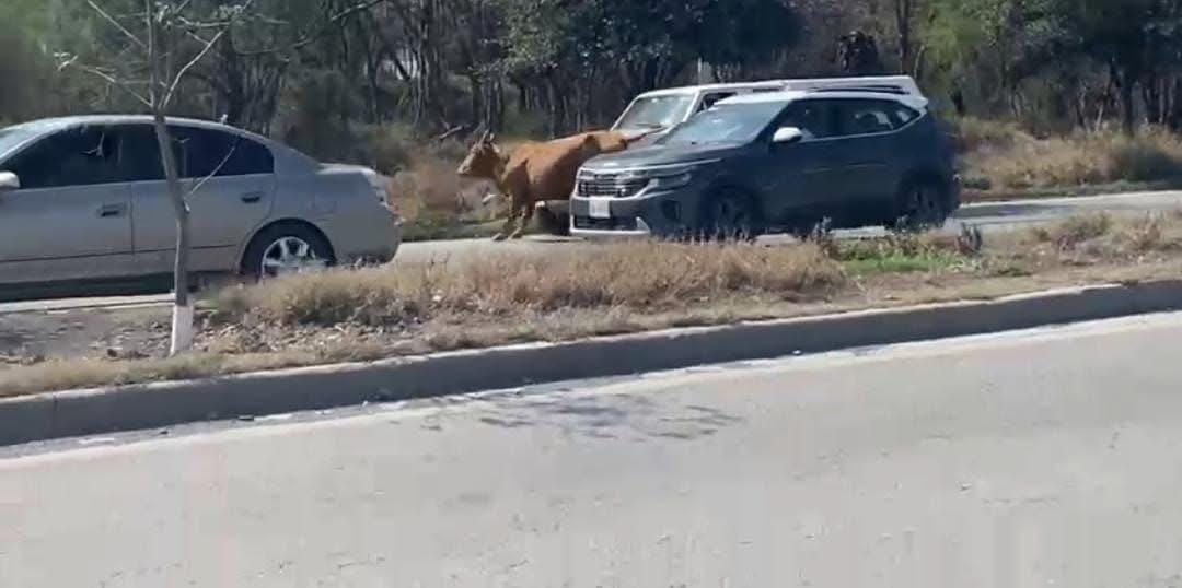 Sorprenden vaca y becerro a automovilistas en avenida en Juárez. Foto: Especial