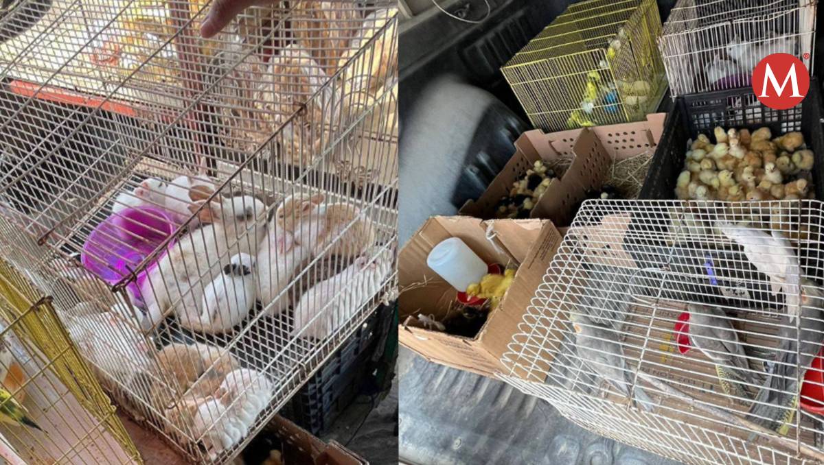 Animales rescatados en Reynosa.