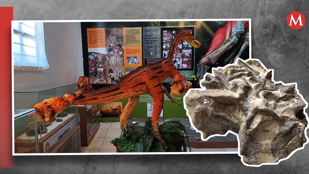 El Mexidracon Longimanus, encontrado en el año 2014, en Coahuila. | Especial