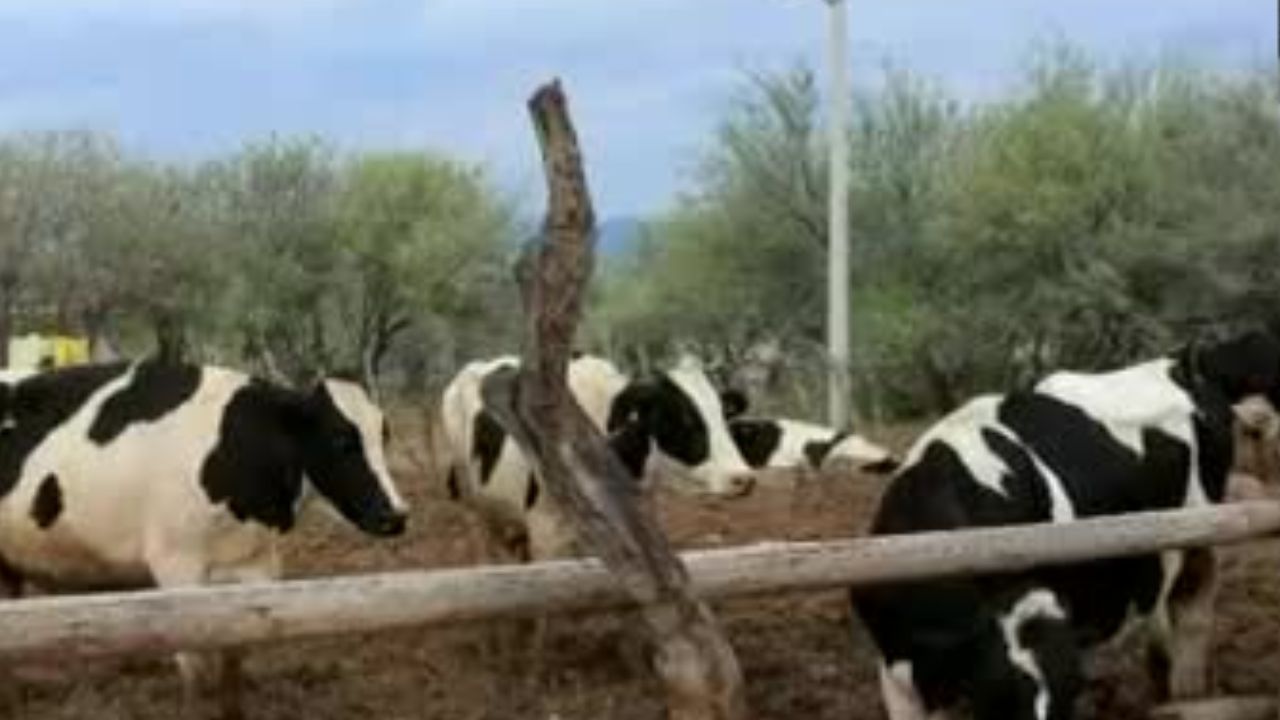 Exportación de ganado entre EU y México 'se reanudaron pronto': Berdegué, tras plaga