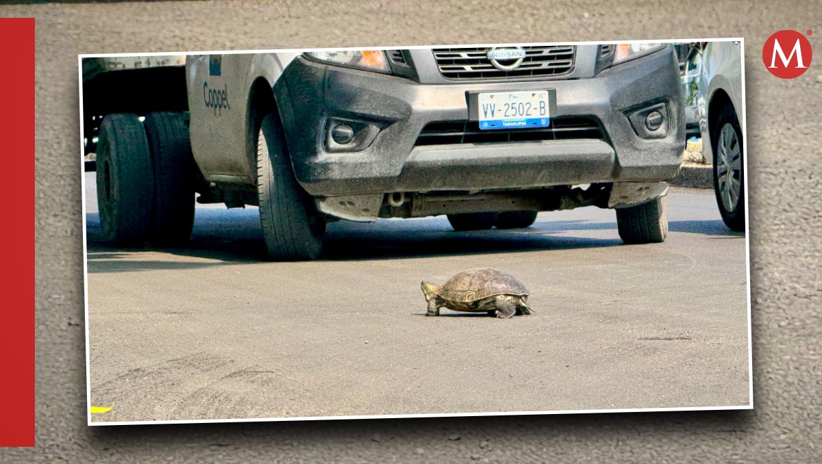 Tortuga detiene el tráfico en Ciudad Madero. | Mario Juarez