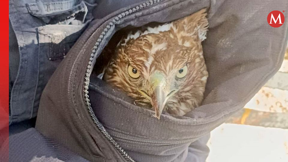 Este bello ejemplar fue rescatado por las autoridades de Tlajomulco