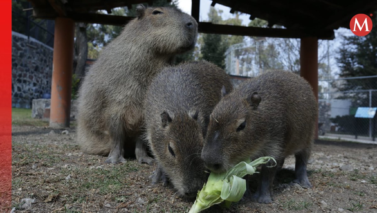 En Zacango, los visitantes pueden convivir con capibaras. Foto: (Tania Contreras)