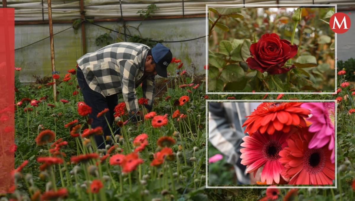 El Estado de México se sigue posicionando como líder en la producción de flor. | Fotos: Tania Contreras