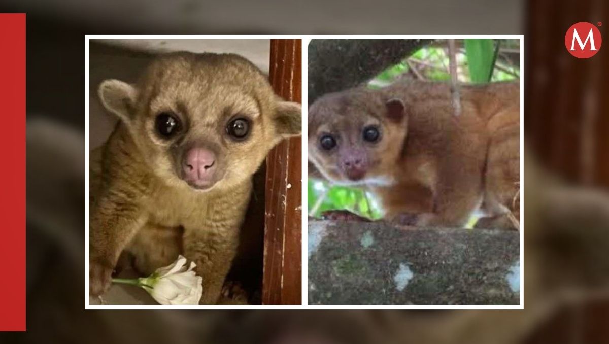 Bartolo es un kinkajou, también conocido como "martucha", una especie de mamífero nocturno originario de América Central y del Sur. | Especial