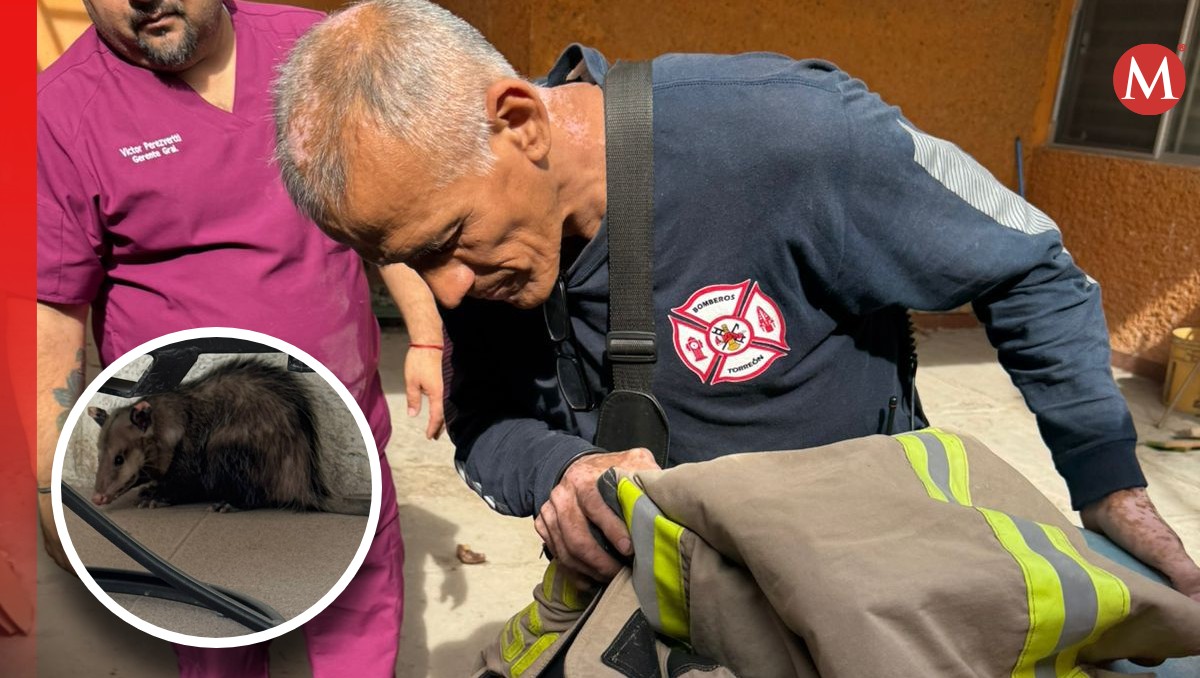 Bomberos de Torreón resguardaron al tlacuache (Especial)