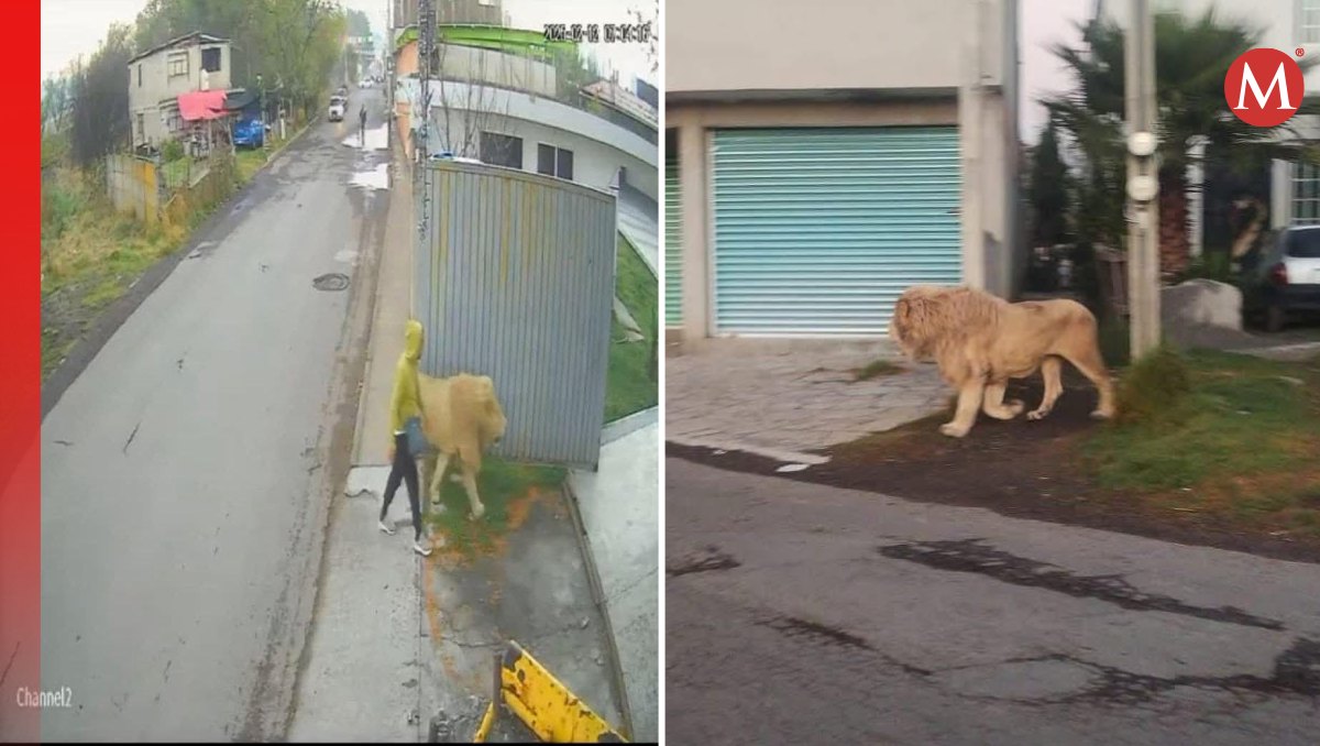 Así fue captado el león caminando libre por las calles de la localidad de San Pedro Cholula, Ocoyoacac. Foto: (Especial)