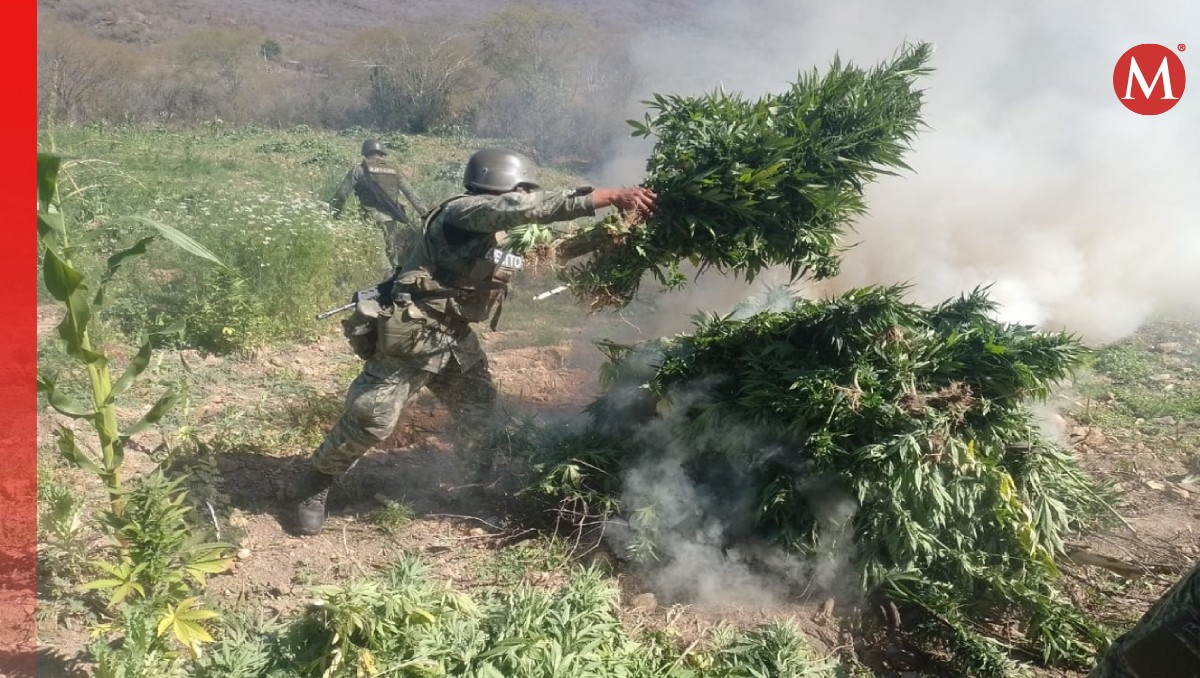 Los plantíos fueron asegurados por las autoridades. (Especial)