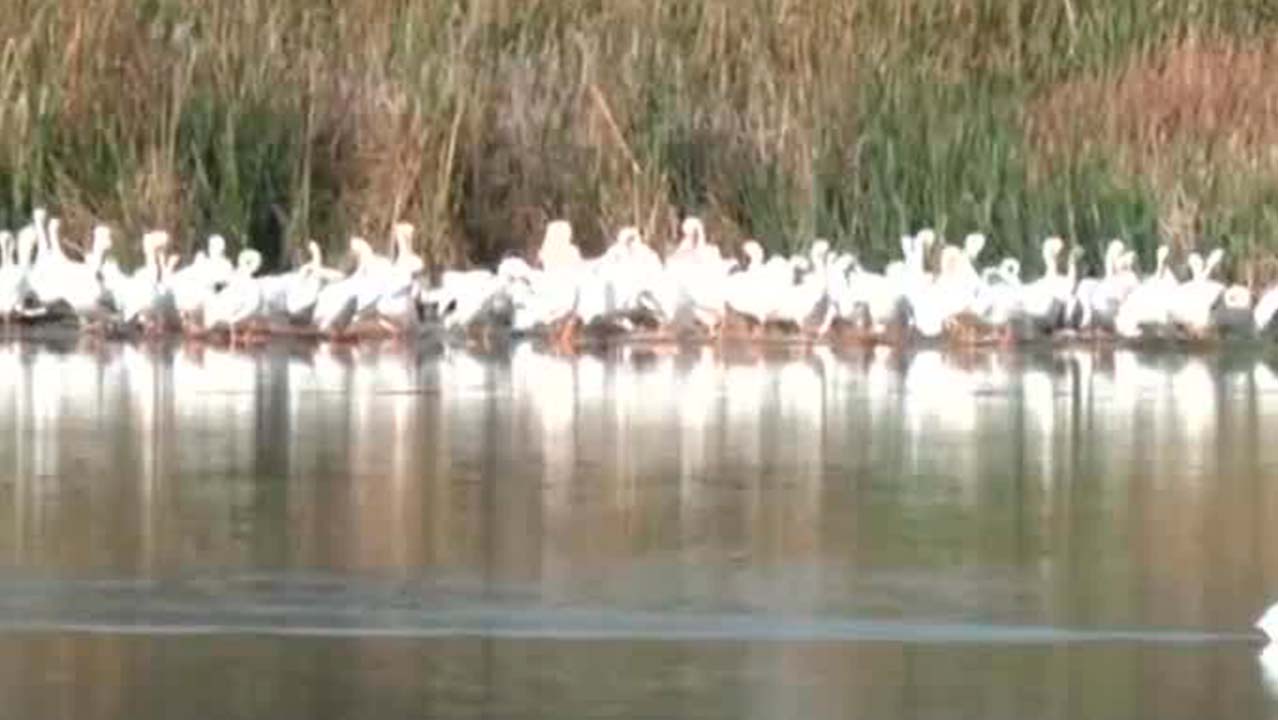 Pelícanos llegan a Xochimilco para refugiarse del frío extremo de EU y Canadá | Milenio Hábitat
