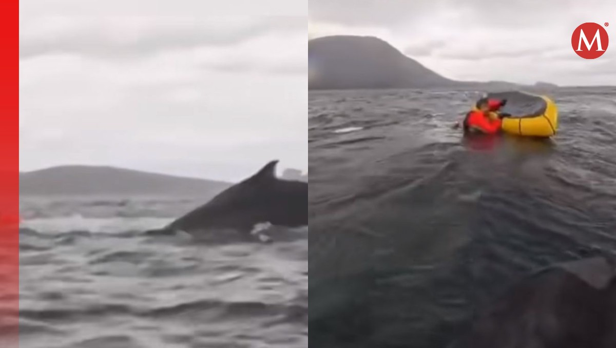 Ballena devora a joven mientras nadaba en el mar y su padre lo graba