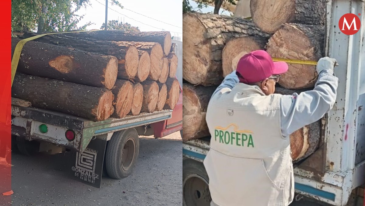Decomisan cargamento de madera extraída ilegalmente en el Bosque de Agua | Foto: PROFEPA_Mx