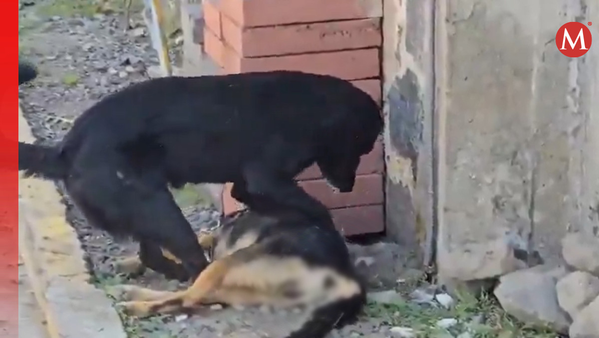 Perro intenta revivir a su amigo envenenado en Atlixco | Especial