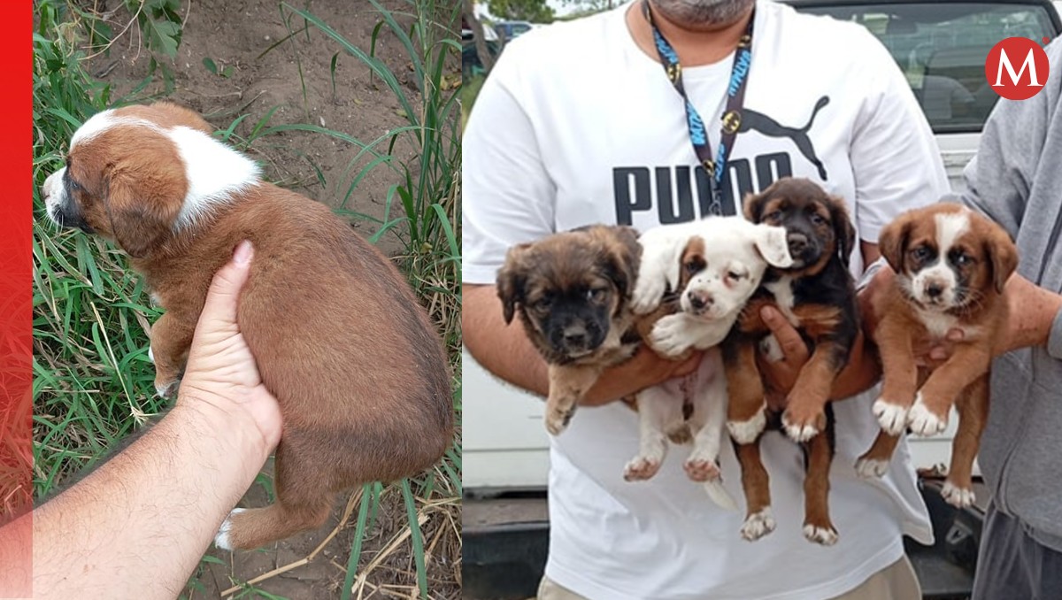 Abandonan cuatro cachorritos en predio de Tampico; ya fueron rescatados