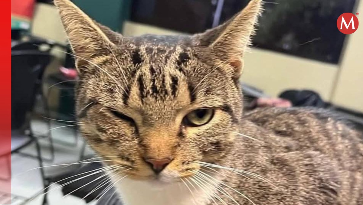Captan a un alumno de la universidad de Tantoyuca lanzando a un gato causándole daño.
