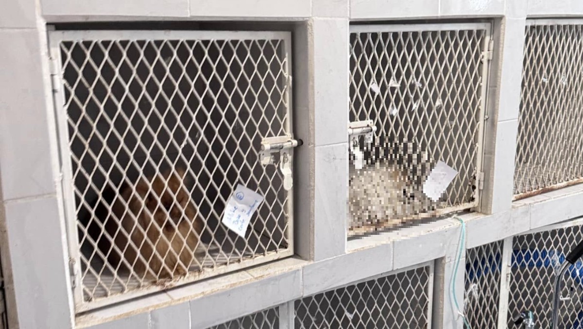 La clínica Tom & Jerry en Pachuca fue señalada por presunta negligencia en el cuidado de mascotas
