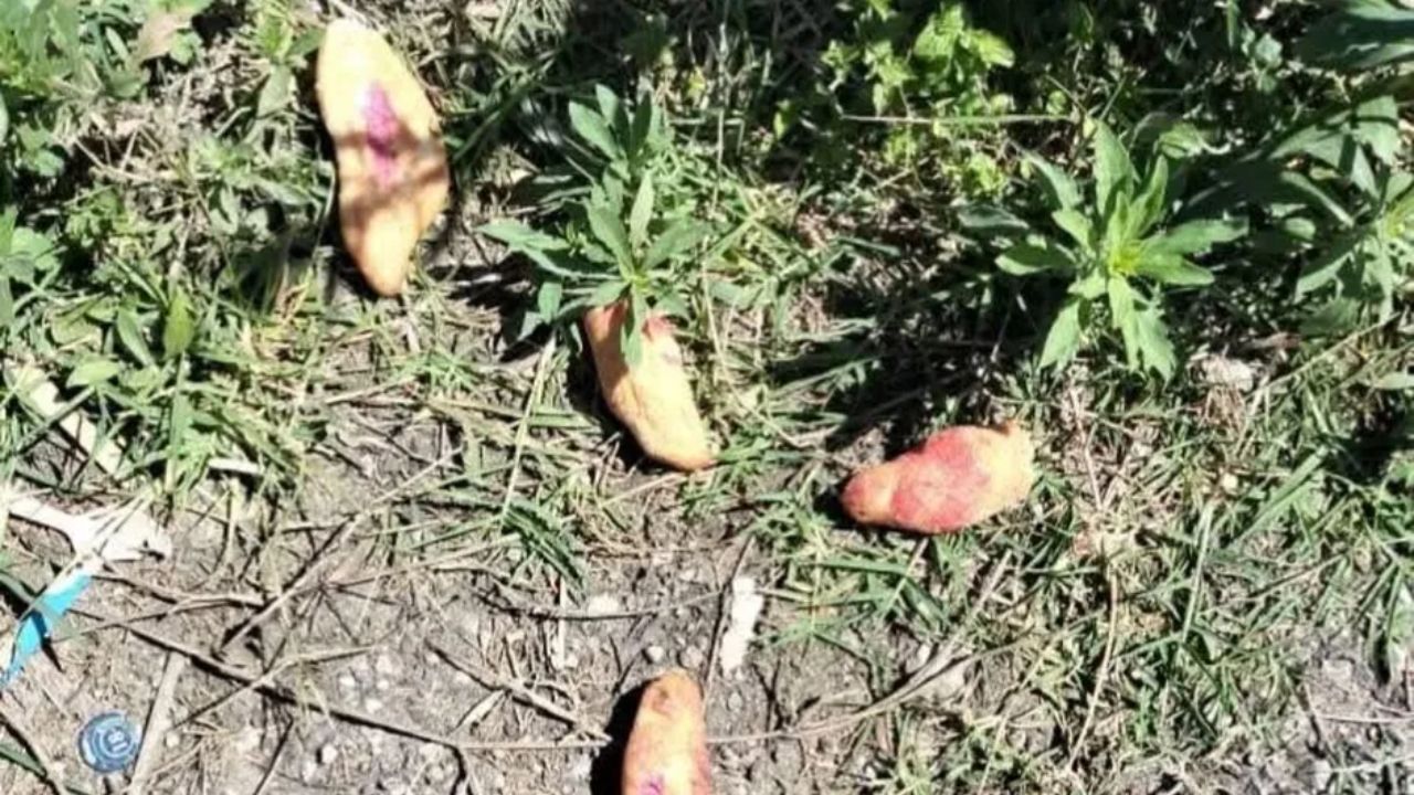 Investigación en curso por el envenenamiento de niños en Chiapas