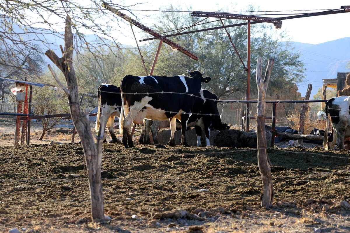 En la reapertura de la frontera se endurecen medidas sanitarias. | Rolando Riestra