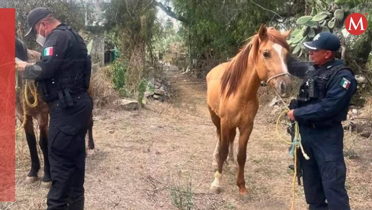 Autoridades de seguridad localizaron con vida a Spirit y Lucero, equinos robados de Burrolandia. | Especial