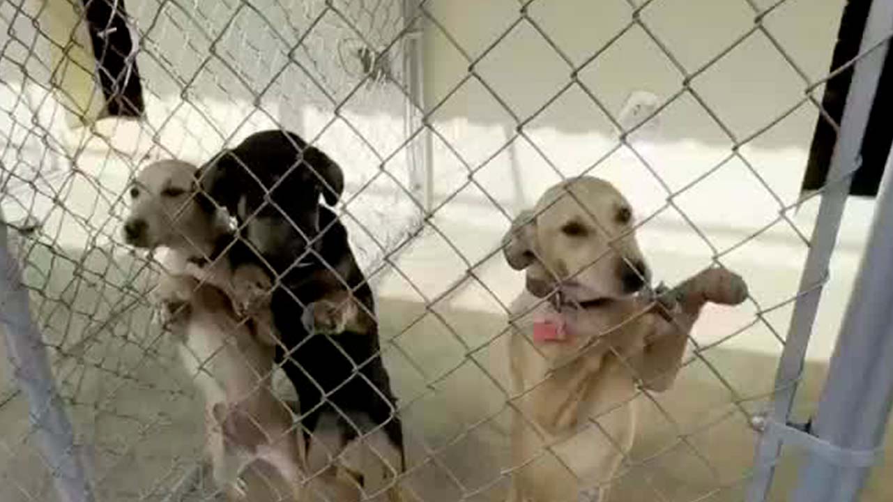 En BC, El refugio 'Mily' ha cambiado la vida de cientos de animales maltratados