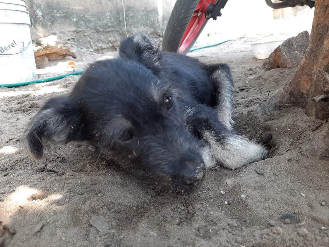 Denuncian maltrato animal contra perrito en Coatzacoalcos, Veracruz. | Especial