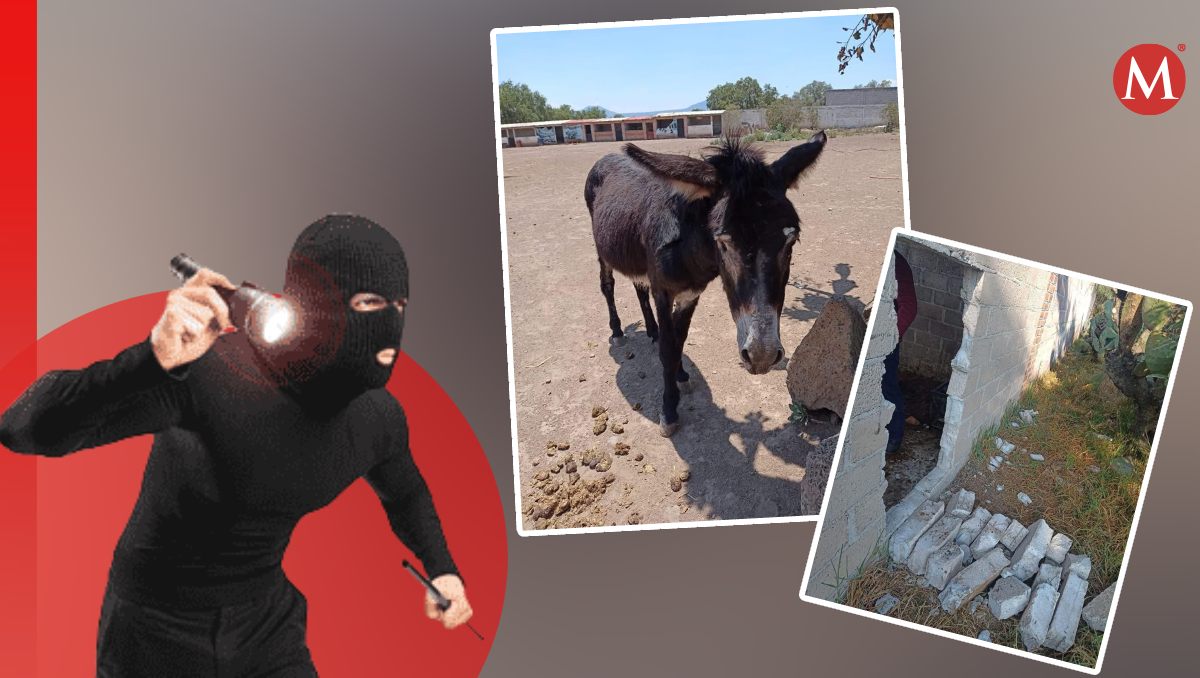 Los ladrones rompieron un muro para robar a los animales de Burrolandia. Foto: (Especial)