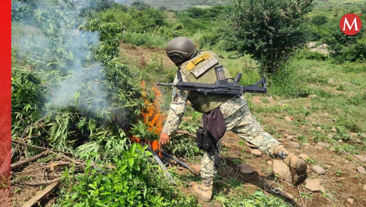 Las autoridades también aseguraron 81 plantíos de mariguana. (Especial)