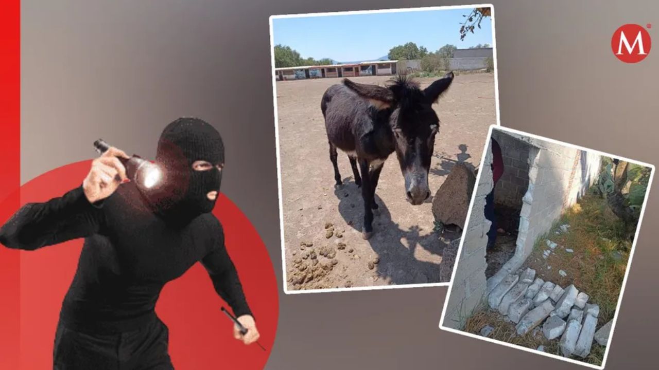 En Otumba, Edomex, roban animales del santuario Burrolandia