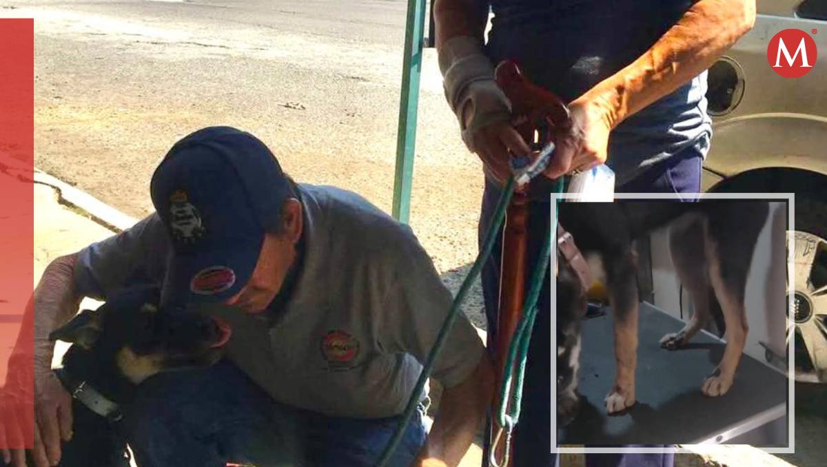 Perrita que fue arrastrada en moto en Ecatepec, sufre quemaduras; colectivos denuncian. | Especial