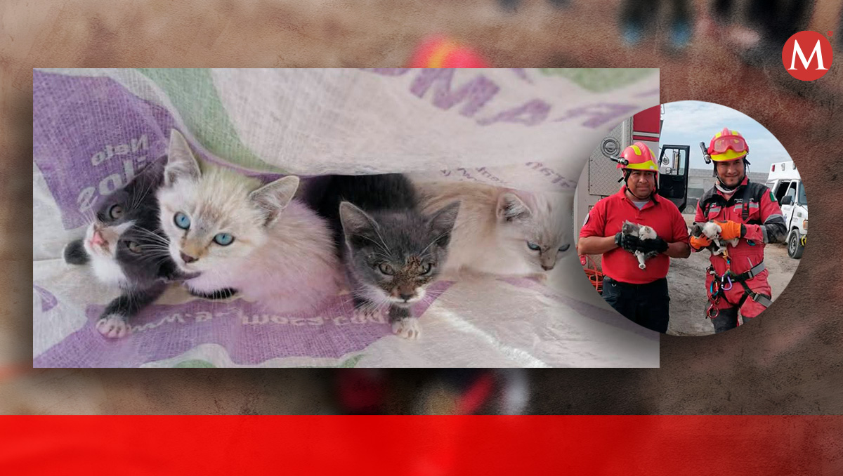 Rescatan a 15 gatitos de un pozo en Puebla | Especial/ Diseño Sam Martínez