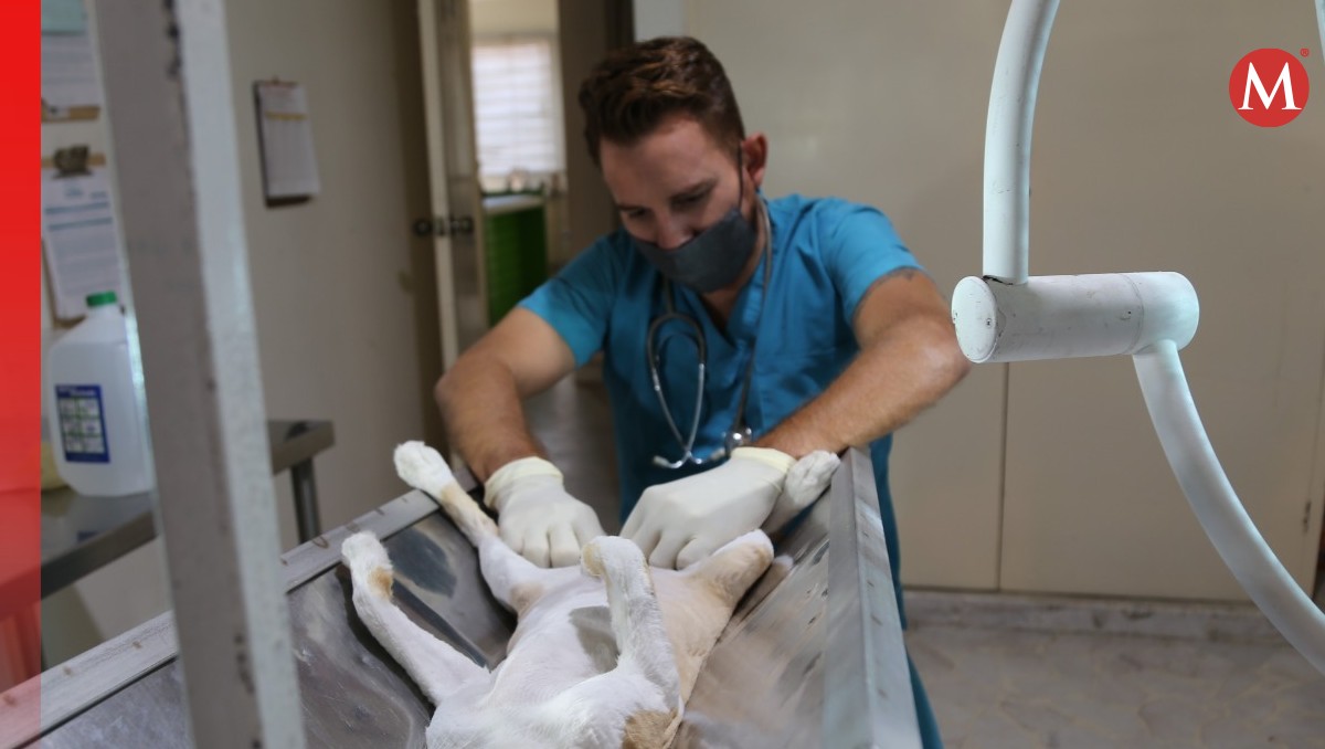Veterinarios de La Laguna se unieron a la exigencia de seguridad en su labor profesional (Martín Piña)
