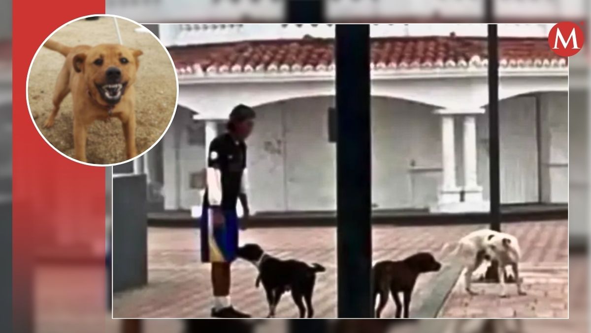 Autoridades detectaron que los perros son muy agresivos.