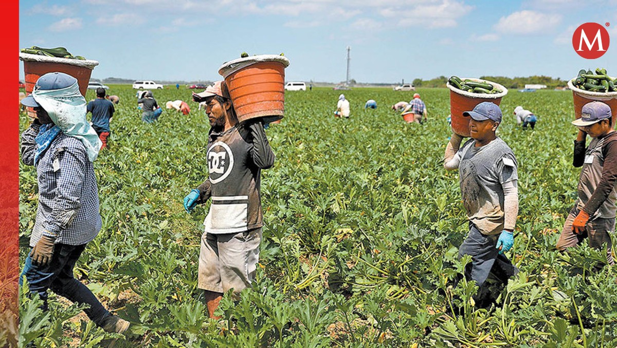 Estudiantes duranguenses se van a Estados Unidos a trabajar en la agricultura (Archivo)