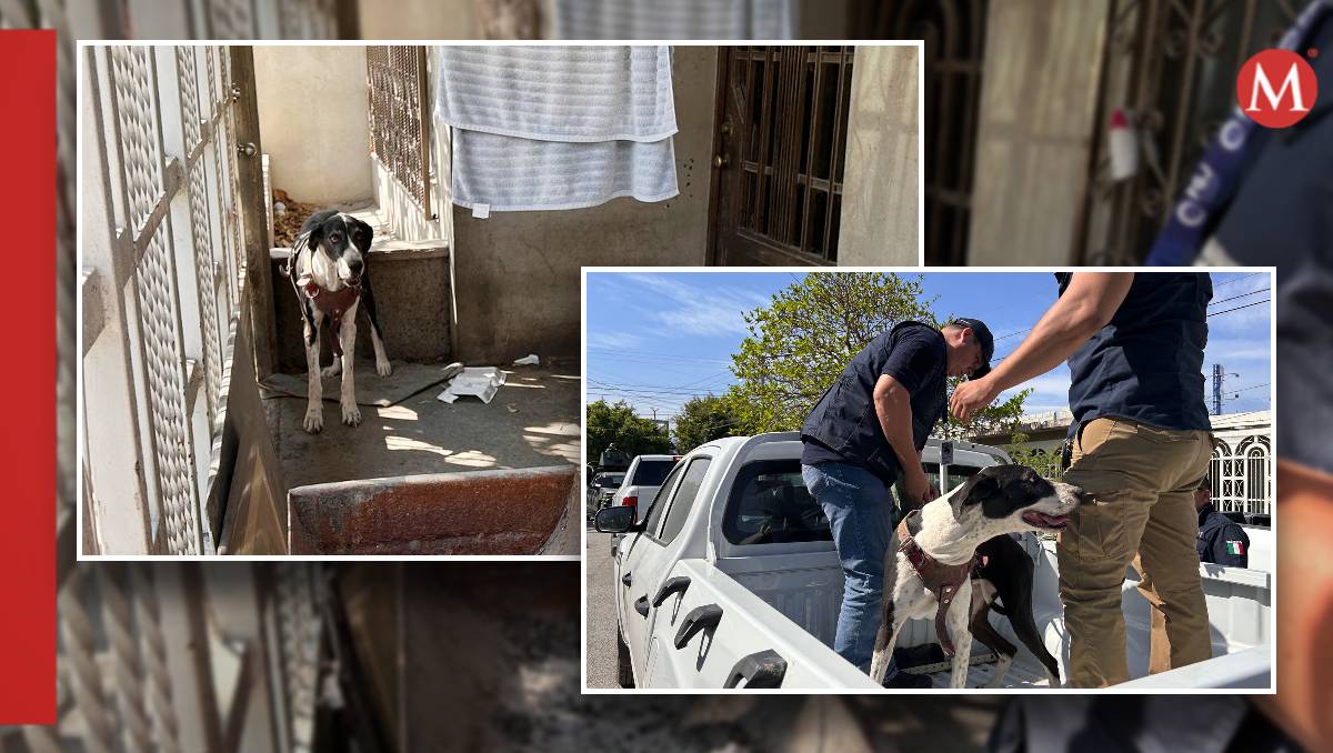 Rescatan a perrita con desnutrición en Ciudad Victoria.