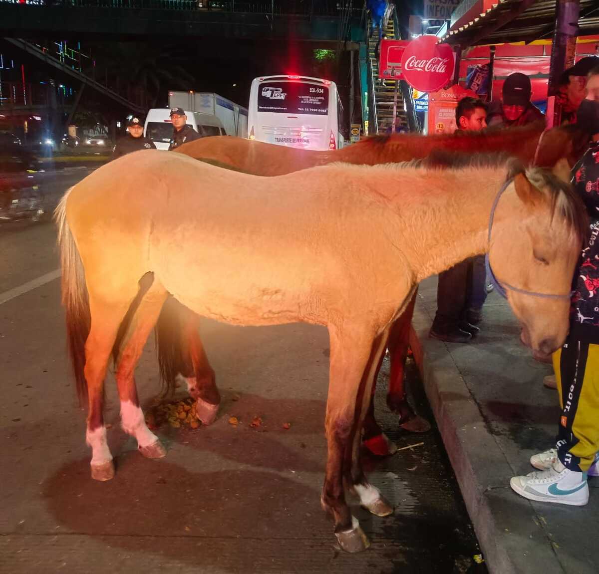 Los uniformados revisaron a los equinos, y confirmaron que estaban en buen estado. (Foto: especial)